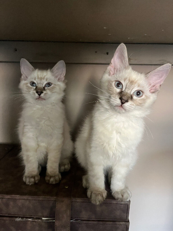 REDUCED last boy Ragdoll kitten