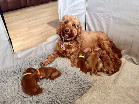 Beautiful Cockerpoo puppies for sale