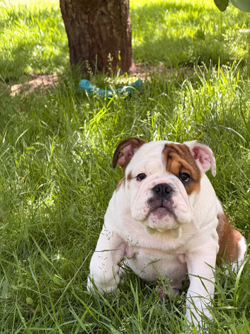 English bulldog