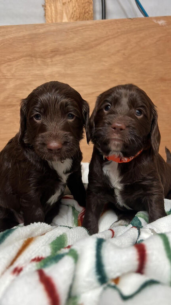 Sproodle puppies