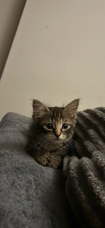 12 week Male Kitten