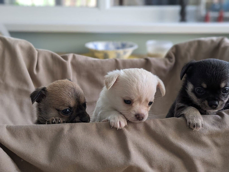 Chihuahua x Jack Russel Puppies for sale