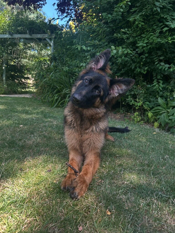 8 Months Old GSD Girl