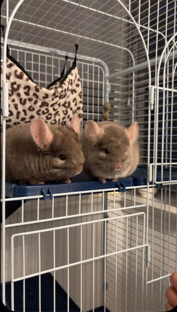 2 chinchillas wanting home