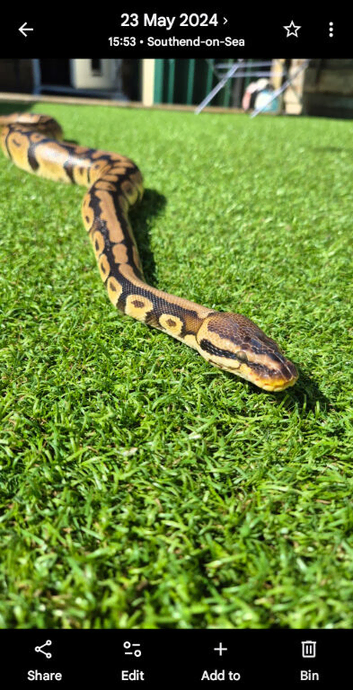 Gorgeous ball python 6years old male