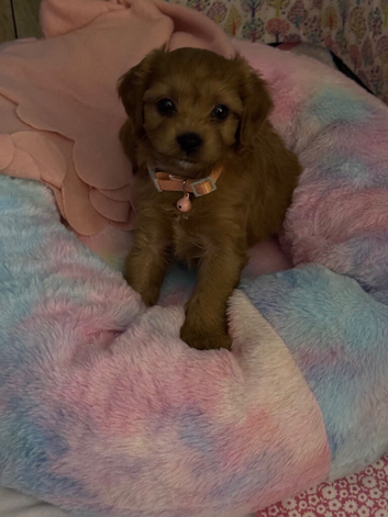 Cavapoo puppy