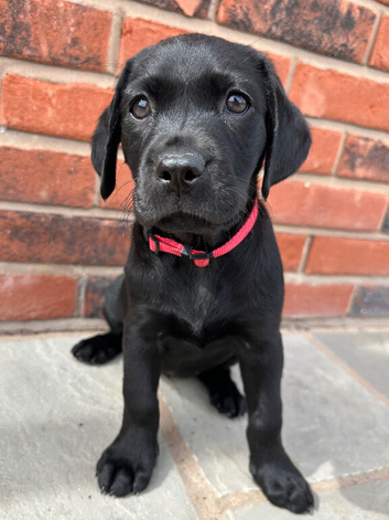 KC registered Labrador puppies