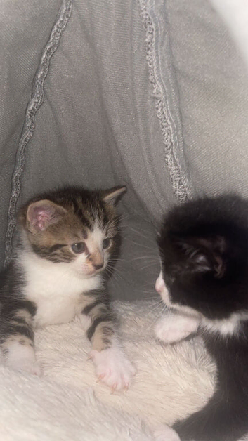Kittens
