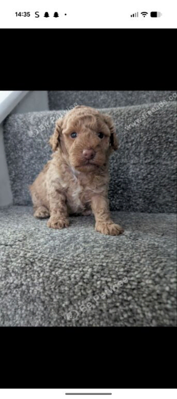 Toy poodle puppy's