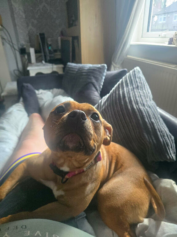 1 year old staffie