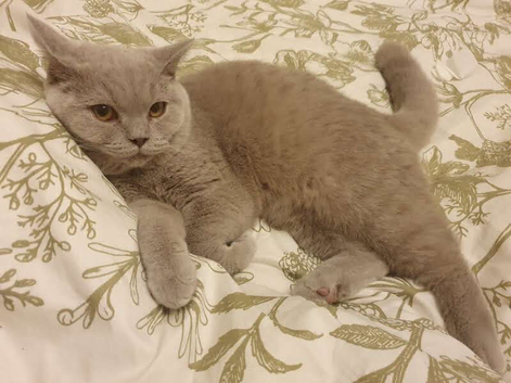 Bsh lilac cat