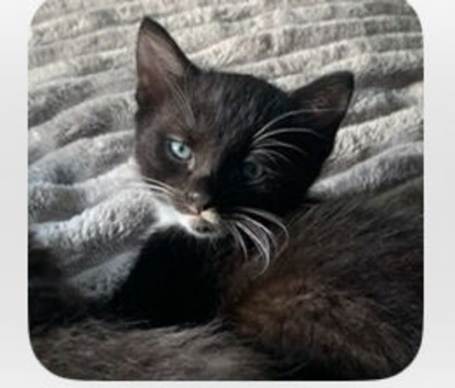 Male Kitten for sale 9 weeks old ready now