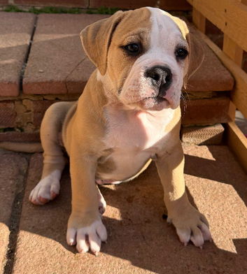 READY TO LEAVE   1 olde English bulldog