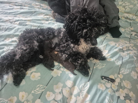 2 male toy poodles
