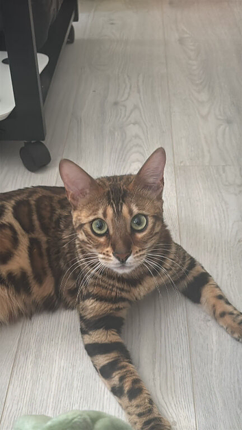 Stunning Female Bengal, Neutered, Full Pedigree