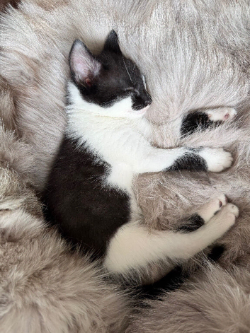 2 Beautiful Kittens. 1 Boy & 1 Girl