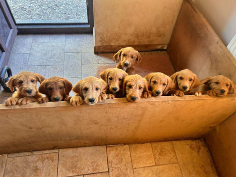 F1 Labradoodle Puppies(7 LEFT!)