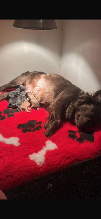 French bulldog x poodle