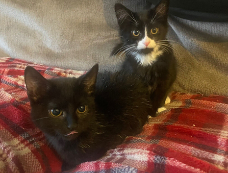 Kittens for sale