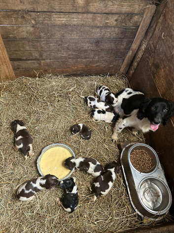 Springer spaniel puppies
