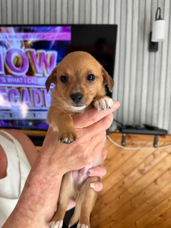 Chiweenie puppies for sale
