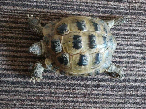 Male Horsfield Tortoise for sale