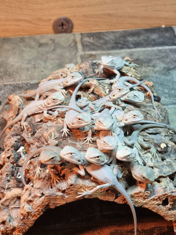Bearded Dragon Babies Available