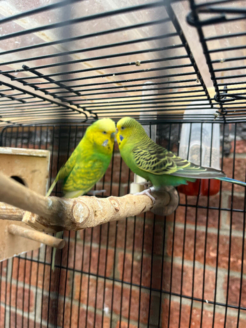 Pair of Budgies