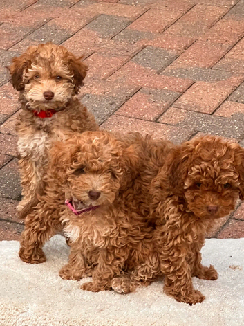 Cockapoo puppies ready for forever home