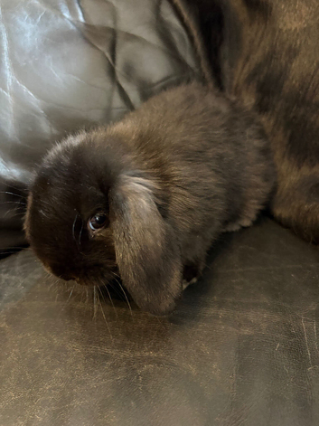 Gorgeous doe bunny