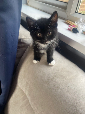 Kitten for sale