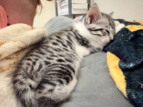 Savannah mix kittens