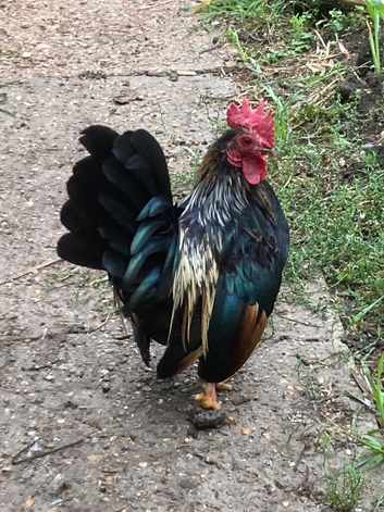 Serama male