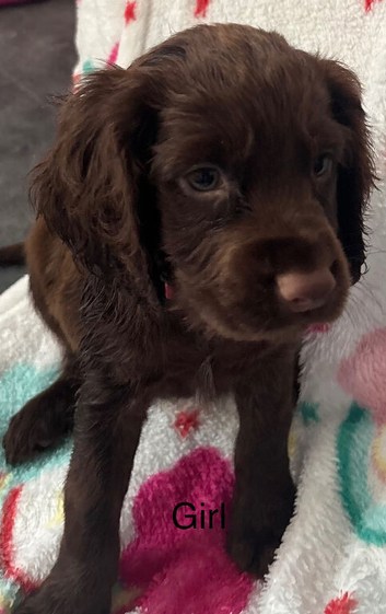 Cocker Spaniel Puppies