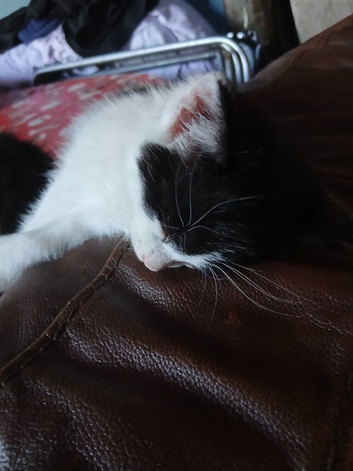 9 week old kitten