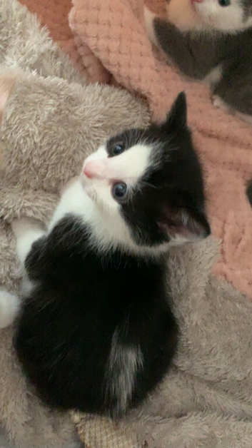 Black and white kitten