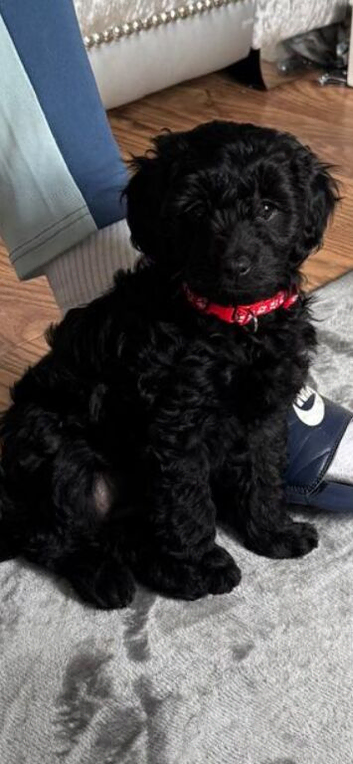 Lovely we black cavapoo female for sale