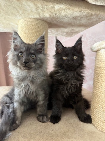 Tica registered black smoked male Maine coons