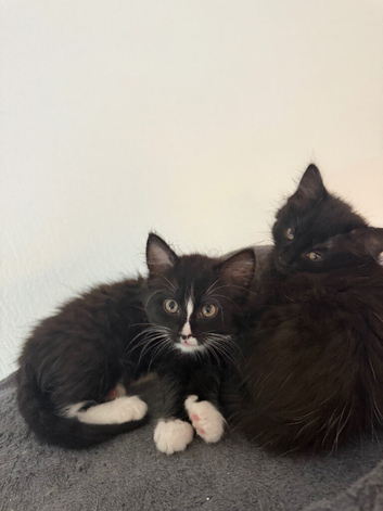 Kittens for sale
