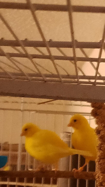 2 pairs of Canaries for sale
