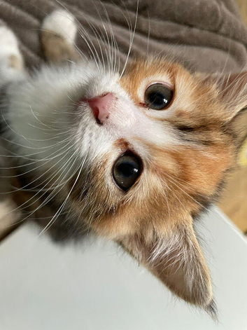 Beautiful part blue British shorthair kittens for sale