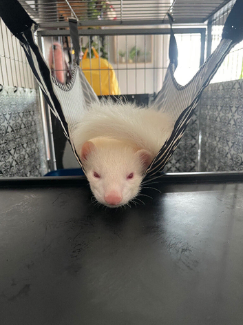 Albino boy 16 weeks