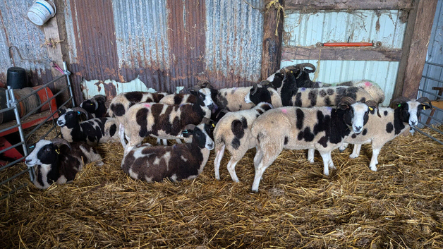 Starter flock of Jacob sheep