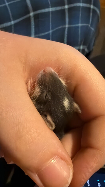 Baby rats ready now