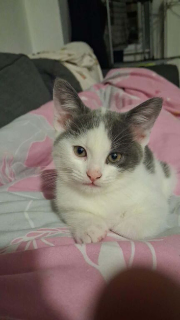 Kitten