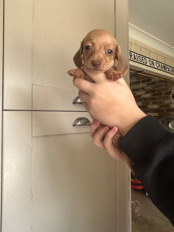 TINY MINIATURE DAXIES PUPS