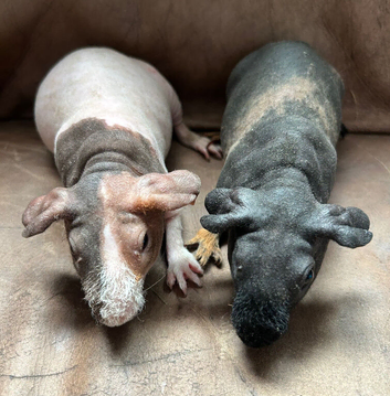 Skinny Pig Boars. Ready Now.