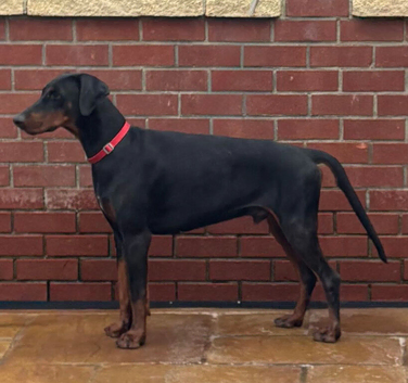 Top Quality Black Male Dobermann Available
