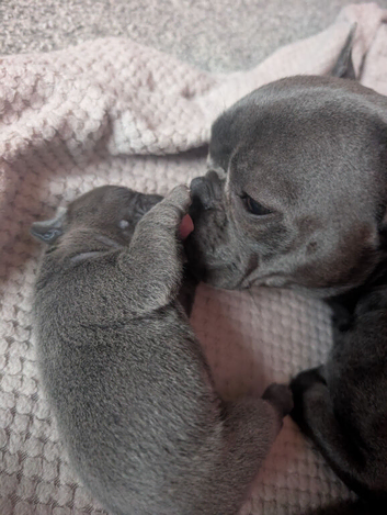 Registered Frenchie pups