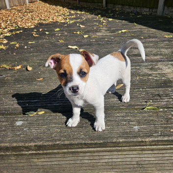 Puppy for sale